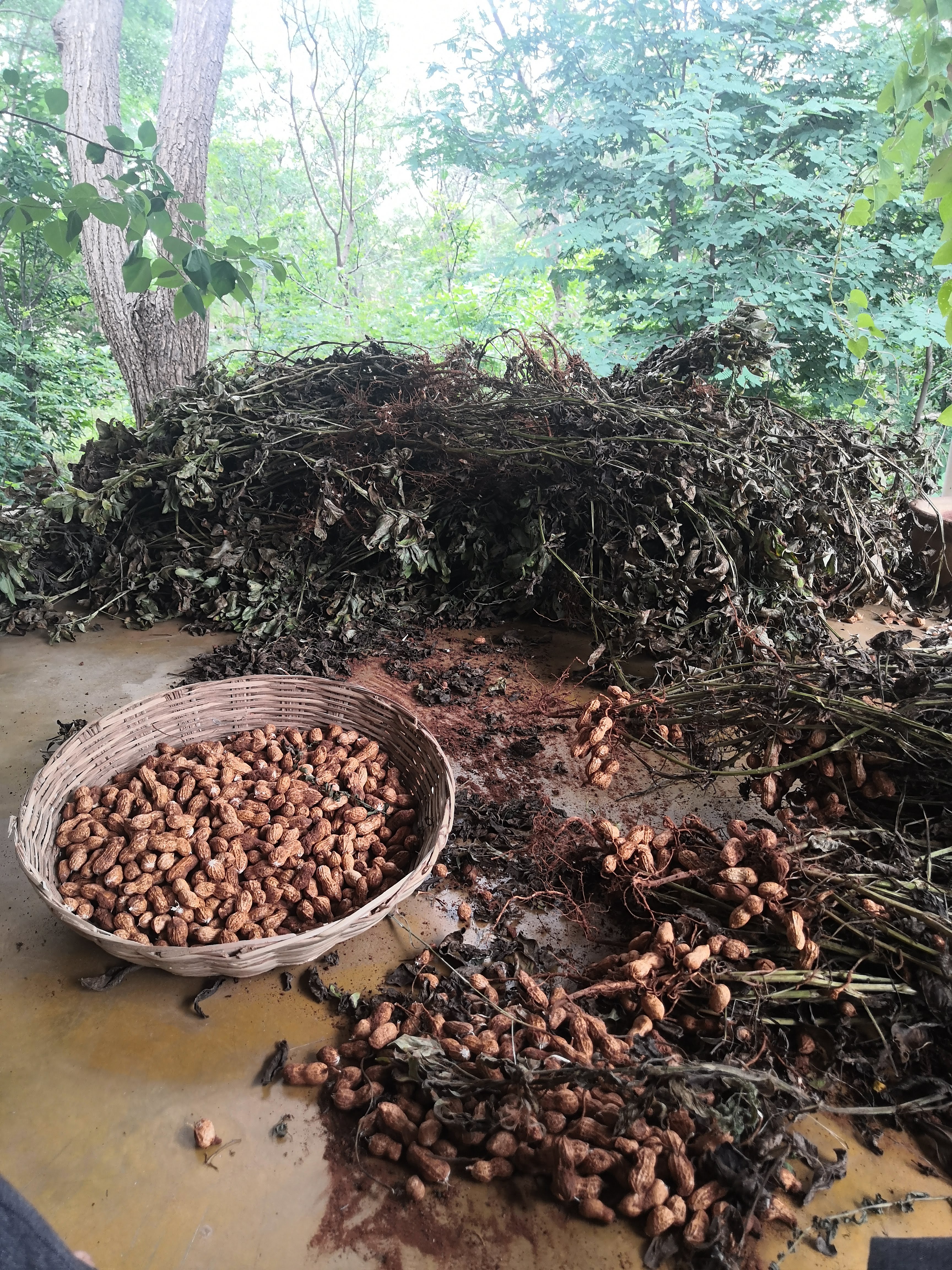 Peanut harvest with dried plants