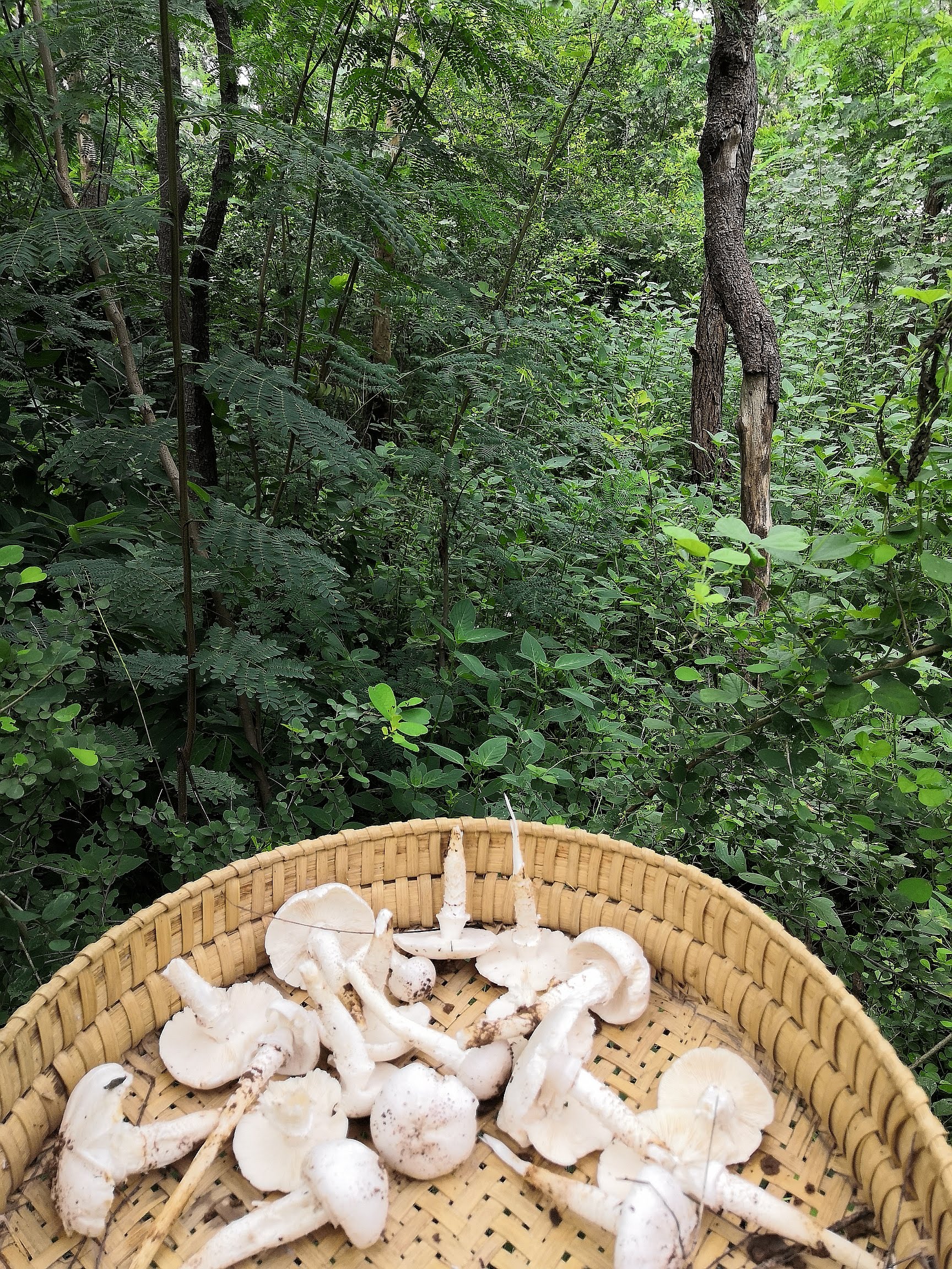 Forest mushrooms in a woven basket, trees behind