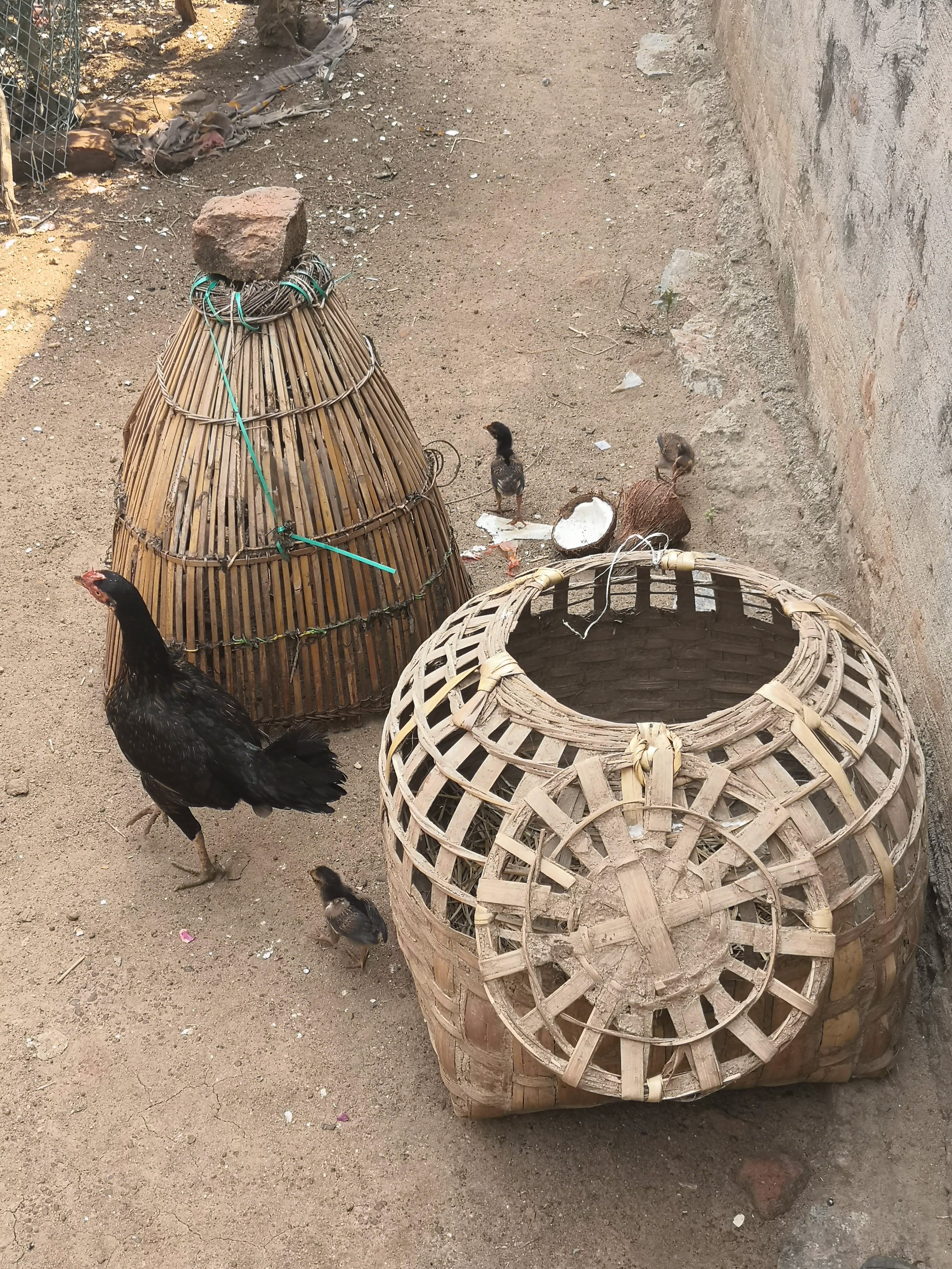 Woven bamboo baskets with chickens in a courtyard