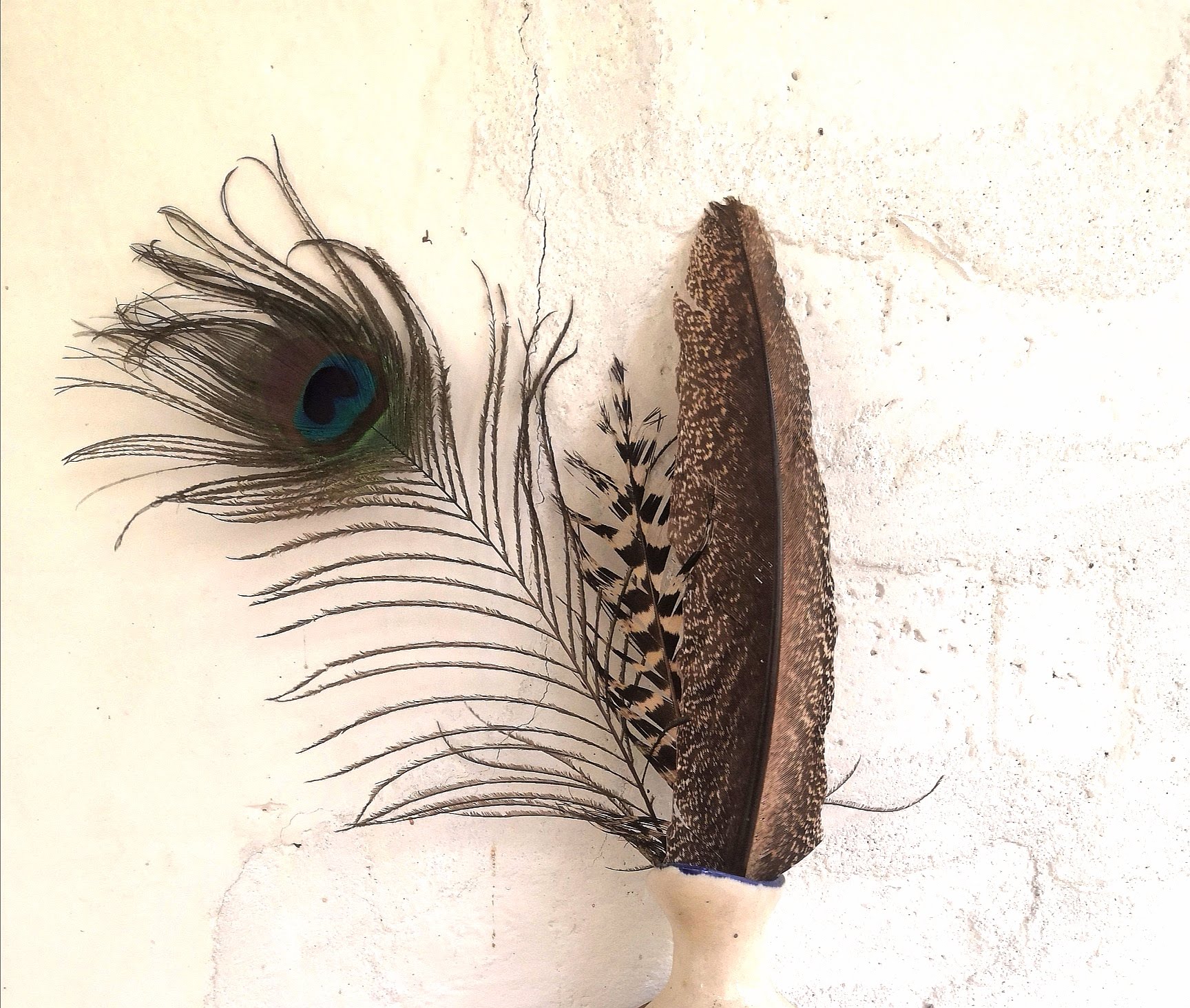Peacock and jungle fowl feathers